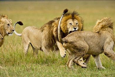 《魔兽》总监：不排除将IP授权第三方开发衍生作品