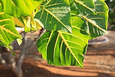 米哈游《崩坏：星穹铁道》TGS新预告 精彩战斗场面